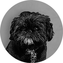 Carlo Kontorhund Guldsmykket.dk by Houmann